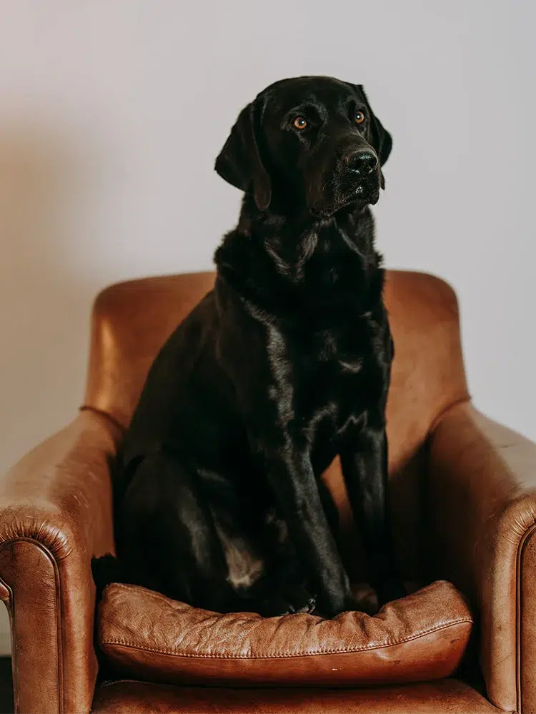 A black Labrador sits attentively on a brown leather armchair against a plain white wall.